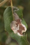 Acrocercops brongniardella