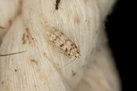 Bryotropha domestica
