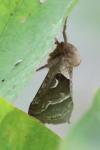 Triodia sylvina