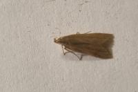 Helcystogramma rufescens