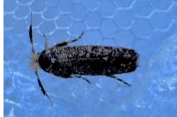 Ochsenheimeria taurella
