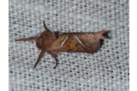 Triodia sylvina