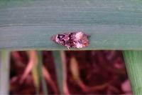 Endothenia