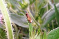 Cauchas rufimitrella