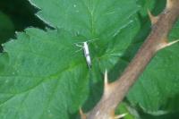 Argyresthia