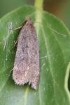 Anacampsis