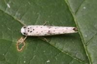 Yponomeuta plumbella