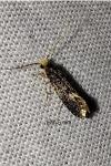 Monopis weaverella