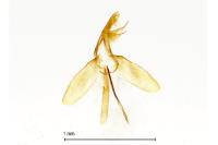 Monopis weaverella