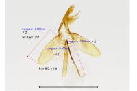 Monopis weaverella