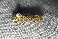 Apodia bifractella