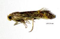 Apodia bifractella