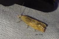 Eucosma conterminana