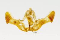 Eucosma conterminana