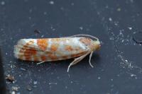 Rhyacionia pinicolana