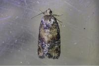 Ptycholomoides aeriferanus