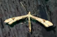 Platyptilia