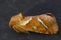 Triodia sylvina