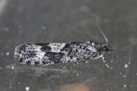 Zeiraphera griseana