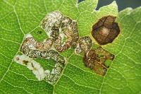 Stigmella tiliae