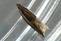 Ancylis apicella