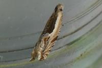 Ancylis apicella