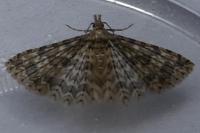 Alucita