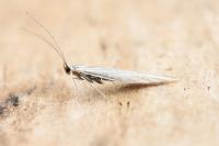 Coleophora virgaureae