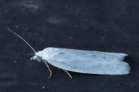 Elachista argentella