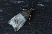 Notocelia roborana