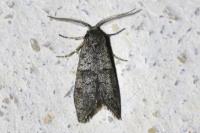 Penestoglossa dardoinella