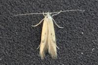Epidola stigma