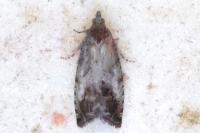 Cydia splendana