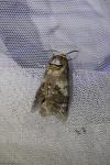 Cossus cossus