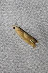 Eucosma conterminana
