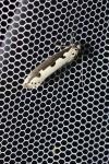Ethmia bipunctella
