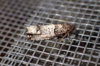 Notocelia incarnatana