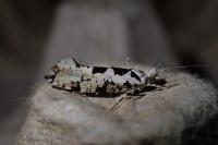 Ypsolopha sequella