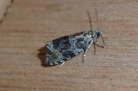 Celypha lacunana