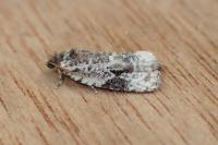 Celypha woodiana