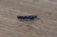 Parectopa ononidis