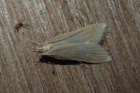 Helcystogramma rufescens