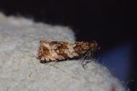 Celypha cespitana