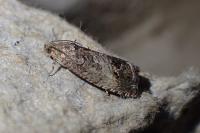 Cydia splendana