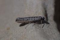 Yponomeuta sedella