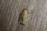 Clepsis consimilana