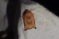 Archips podana