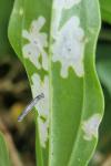 Coleophora saponariella