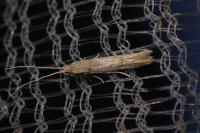 Coleophora