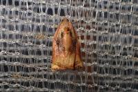 Archips podana